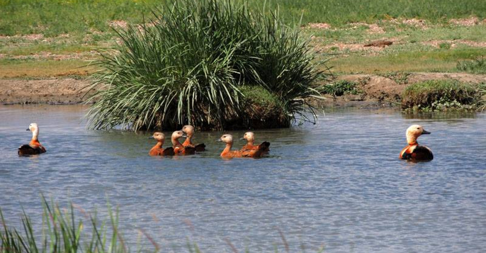 White Stream /Tsagaan bulag/