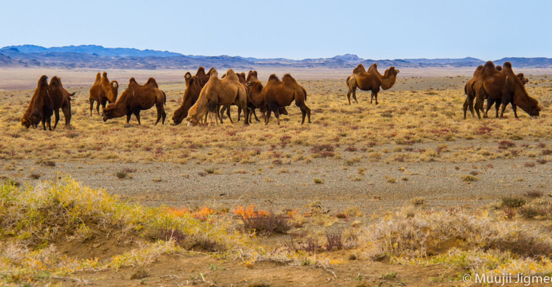 Beautiful gobi nature