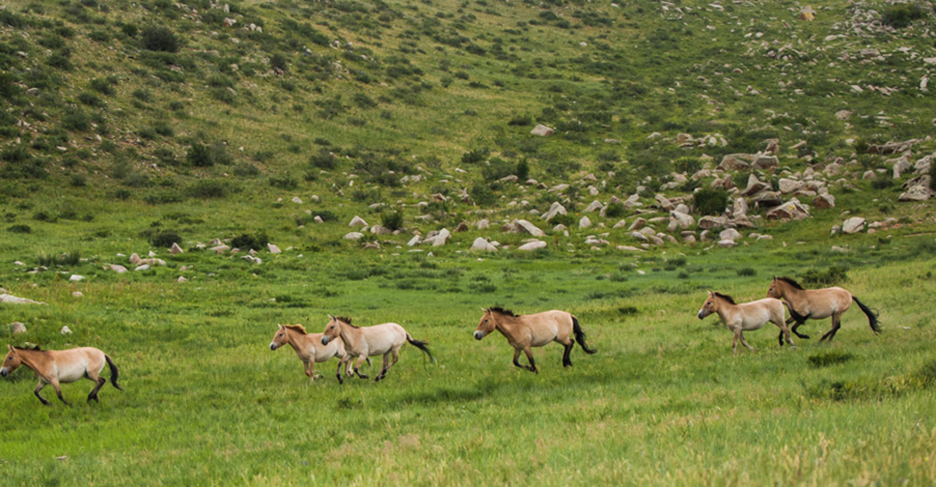Khustai National Park 