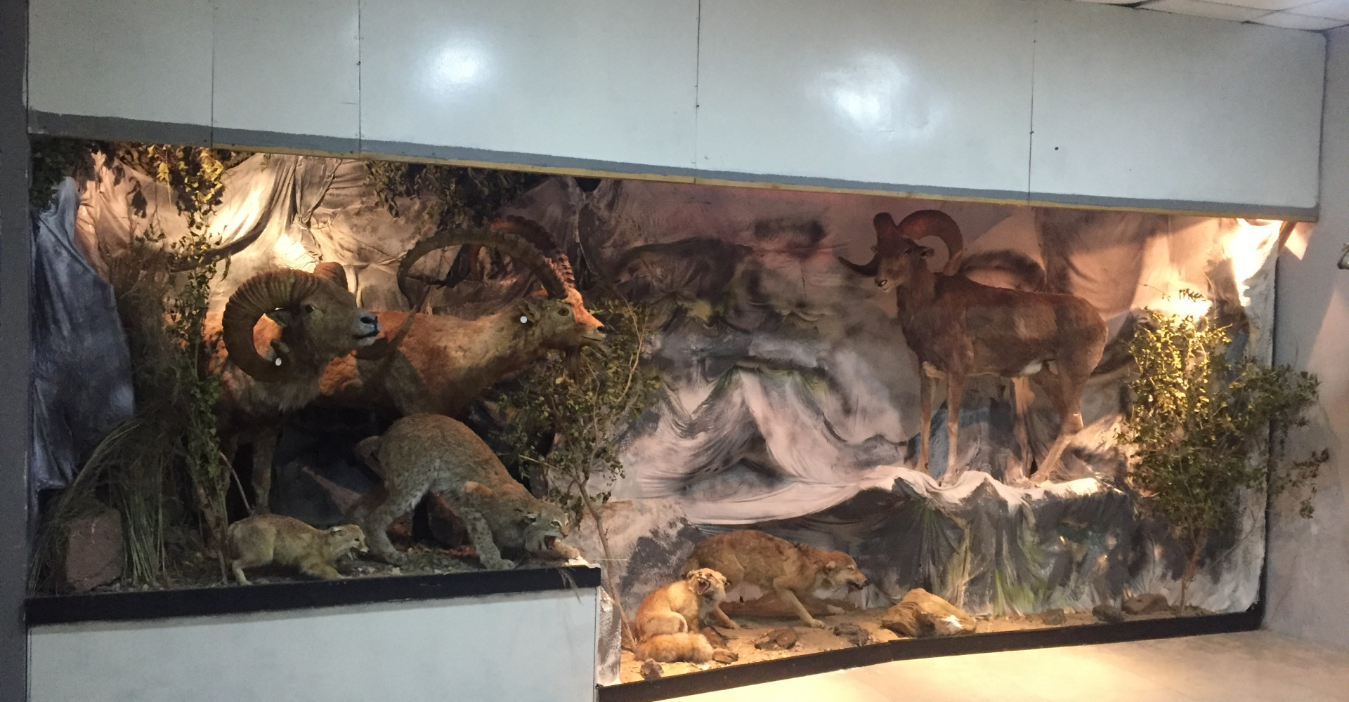 Museum of Dornogobi province