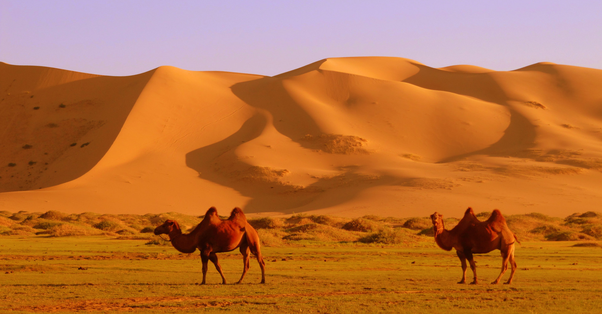 Khongoryn Sand