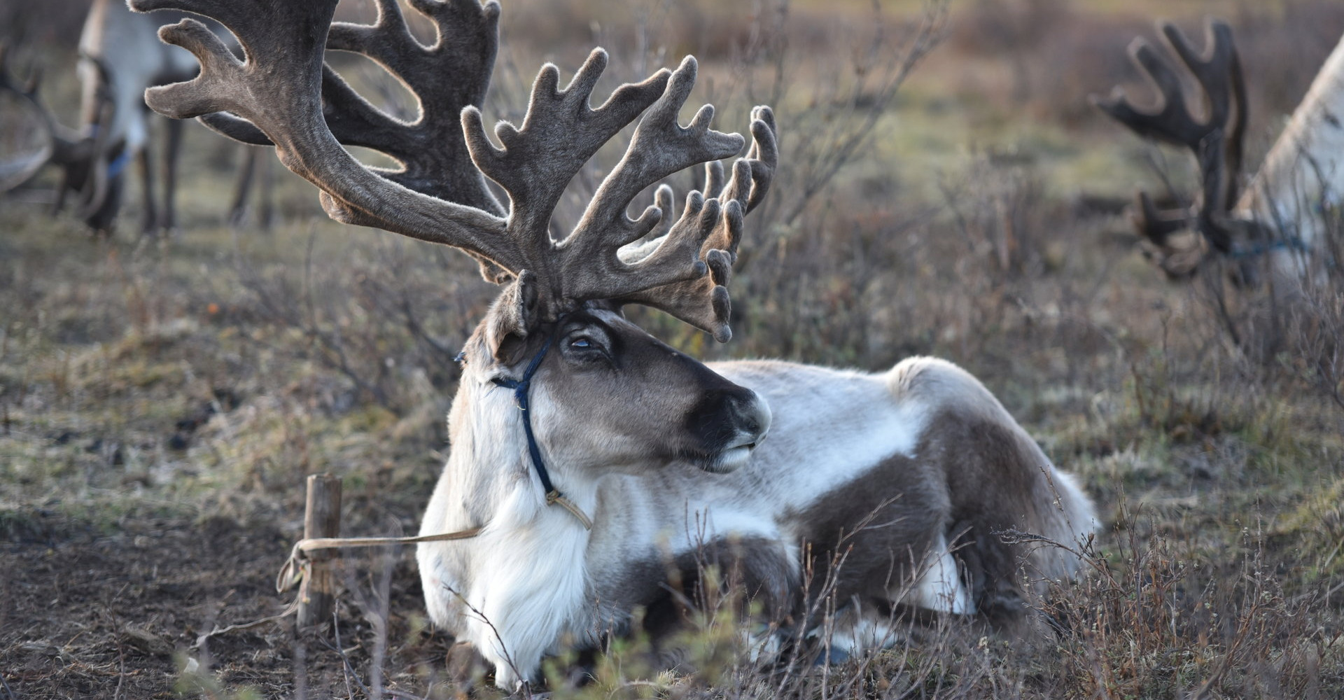 Reindeer family (Tsaatan)
