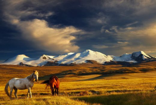 Ulgii